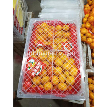 Jeruk mandarin bayi langsung dari pabrik